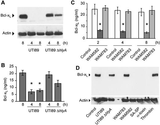 Figure 3. E coli that express HlyA invoke Bcl-xL protein degradation in platelets. (A) Platelets were incubated with wild-type UTI89 or UTI89 ΔhlyA bacteria for 4 or 8 hours and Bcl-xL and actin protein were assessed by Western blot analysis. (B) Platelets were incubated with wild-type UTI89 or UTI89 ΔhlyA bacteria for 4 or 8 hours and intracellular Bcl-xL protein was quantified by ELISA. The bars in the graph are the mean ± SEM (n = 3) and the single asterisk indicates a significant decrease (P < .01) in Bcl-xL protein levels compared with all other conditions. (C) Platelets were incubated with WAM582 or WAM783 for 2, 4, or 8 hours, and Bcl-xL protein was assessed by ELISA. The bars in the graph are the mean ± SEM (n = 3), and the asterisk indicates a significant decrease (P < .01) in Bcl-xL protein levels in WAM582 treated platelets compared with all other conditions. (D) Platelets were incubated with wild-type UTI89, UTI89 ΔhlyA, WAM783, WAM582, and S aureus isolated from the bloodstream of a patient diagnosed with sepsis (SA-SP), α-toxin (500 ng/mL), or thrombin (1 U/mL). After 8 hours, protein for Bcl-xL and actin were assessed by Western blot analysis. The Western blots in this figure are representative of 2 independent experiments for each group.