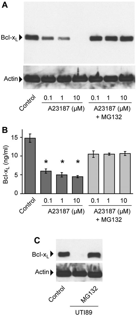 Figure 4. Inhibition of calpain activity rescues Bcl-xL degradation in platelets. (A-B) Platelets were stimulated with increasing concentrations of A23187 in the presence or absence of MG132 (10μM). After 1 hour, Bcl-xL and actin protein were assessed by Western blot analysis (A) or intracellular Bcl-xL protein was measured by ELISA (B). The bars in panel B represent the mean ± SEM of 4 independent experiments, and the asterisk indicates a significant decrease (P < .01) in Bcl-xL protein levels compared with control and MG132-treated platelets. (C) Platelets were pretreated with or without MG132 and then incubated alone (control) or with UTI89 for 2 hours. Bcl-xL and actin protein in this blot and panel A are representative of 3 independent experiments.