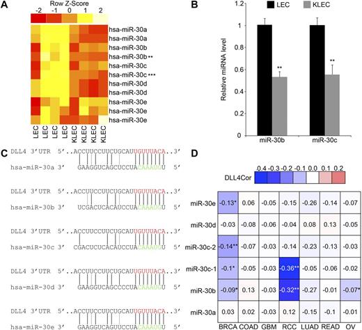 Figure 1. KSHV regulates expression of the miR-30 family, which is predicted to target DLL4. (A) Heatmap representing relative changes in expression of hsa-miR-30 family members in LECs after KSHV infection. Red and yellow denote low and high expression, respectively. Four replicates of LECs and KLECs are shown. Two to 3 probes are shown for each member of the miR-30 family. Probes for hsa-miR-30b and hsa-miR-30c showed significant changes in expression (**Q < .01; ***Q < .001). Original GEM data from Lagos et al.20 (B) Down-regulation of miR-30b and miR-30c in KLECs, confirmed by qRT-PCR (means + SEM, n = 3). Expression is relative to LECs. Differences between LECs and KLECs were significant (**P < .01). (C) Complementarity between miR-30 family members and the DLL4 3′UTR. Black lines indicate canonical Watson and Crick base-pairing, gray lines indicate G:U wobbles. The predicted target site within the DLL4 3′UTR, positions 59 to 66, is shown in red; miR-30 seed region is shown in green. (D) Heatmap table displaying the correlation coefficient R between expression of DLL4 and each member of the miR-30 family in the indicated tumor types. GEM and RNAseq data were obtained from The Cancer Genome Atlas (www.cancergenome.nih.gov) data portal (www.tcga-data.nci.nih.gov), as described in “Methods.” Because of the large difference in the number of replicates for each tumor type, the significance of R was calculated for each mir-30 versus DLL4 combination. The values and fill-in color indicate the degree of negative correlation. Nonsignificant correlations are grayed out; significant correlations are marked with an asterisk (*P < .05; **P < .01). Tumor types included are breast invasive carcinoma (BRCA), colon adenocarcinoma (COAD), glioblastoma multiforme (GBM), renal clear cell carcinoma (RCC), lung adenocarcinoma (LUAD), rectum adenocarcinoma (READ), and ovarian serous cystadenocarcinoma (OV).