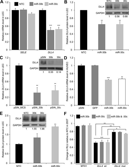 Figure 2. miR-30b and miR-30c regulate DLL4. DLL4 (A-C-D) and SELE (A) mRNA expression, as measured by qRT-PCR, in LECs (A-C) or HUVECs (D) transfected with mimics (A) or infected with lentiviruses (C-D). DLL4 protein expression, as measured by Western blotting, in LECs transfected with mimics (B), infected with lentiviruses (C), or transfected with inhibitors (E). Values indicate intensity of DLL4 antibody ECL plus signal normalized to GAPDH antibody ECL signal. (A) Expression is relative to nontargeting control (NTC) mimic (means + SEM, n = 4). (B) Top panel: Representative Western blots, 20 minutes' exposure of DLL4 blot and 1-second exposure of GAPDH blot. Bottom panel: intensity is relative to NTC mimic (means + SEM, n = 3). (C) Top panel: Representative Western blots, 10 minutes' exposure of DLL4 blot and 1-second exposure of GAPDH blot. Bottom panel: expression is relative to empty vector, pSIN_MCS (means + SEM, n = 4). (D) Expression is relative to empty vector, pSIN_MCS (means + SEM, n = 3). (E) Top panel: representative Western blots, 30 minutes' exposure of DLL4 blot and 1-second exposure of GAPDH blot. Bottom panel: Intensity is relative to NTC inhibitor (means + SEM, n = 2). (F) Reporter assay indicating the response of WT or mutant (mut) DLL4 3′UTR to exogenous miR-30b and miR-30c (means + SEM, n = 3). Firefly expression was normalized to renilla expression to give the relative light units (RLU), which are shown relative to NTC mimic. MT01 is a control reporter, lacking a 3′UTR sequence but containing the firefly and renilla luciferase genes. Related statistically significant values are indicated by horizontal bars. In all panels, statistical significance denoted by *P < .05; **P < .01; ***P < .001.