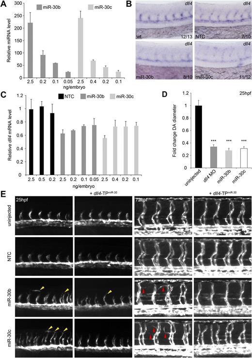 Figure 4. miR-30b and 30c regulate dll4 expression and angiogenic sprouting in vivo. (A) Expression of miR-30 in whole zebrafish embryos after microinjection of miR-30 mimics at the 1- to 4-cell stage measured by qRT-PCR. Expression is relative to uninjected control embryos. Values indicate the amount of injected mimic. Error bars indicate SD of qRT-PCR experiment which was performed in triplicate. n = 1 but RNA was collected from 20 to 30 embryos per condition. (B) Representative in situ hybridization showing expression of dll4 mRNA levels in the developing vasculature of WT zebrafish embryos and embryos injected with 0.05 ng (miR-30b) and 0.1 ng (miR-30c) miRNA mimics. Values indicate the number of embryos with the predominant, displayed phenotype versus the total number of embryos assayed. Images were taken using a Nikon 1200F camera on a Nikon E1500 dissecting microscope and acquired using ACT-1 software (Nikon). Images were cropped using Adobe Photoshop CS4. (C) Expression of dll4 mRNA in whole zebrafish embryos after microinjection with miR-30 mimics measured by qRT-PCR. Expression is relative to uninjected control embryos. Values indicate amount of injected mimic. Error bars indicate SD of qRT-PCR which was performed in triplicate. n = 1 but RNA was collected from 20 to 30 embryos per condition. (D) DA diameter in embryos injected with dll4 MO or miR-30 mimic relative to uninjected embryos (means + SEM, n = 3). Six DA measurements were made per embryo using Adobe Photoshop CS4. Differences between uninjected embryos and embryos injected with dll4 MO or miR-30 mimics were significant (***P < .001). (E) Trunk vasculature in uninjected Tg(kdrl:EGFP) embryos or embryos injected with the indicated miRNA mimic and/or TP. Left panels: Advanced sprouting and aberrant endothelial cell migration (yellow arrowheads) at 25 hpf. Right panels: Increased branching of the ISVs (red arrowheads) at 72 hpf. Fluorescent images were taken using an Axiocam (Zeiss) on an Axiovision Lumar V12 dissecting microscope (Zeiss) and acquired using AxioVision v4.8 software. Images were cropped and arrowheads were added using Adobe Photoshop CS4.