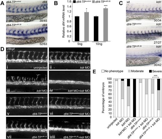 Figure 5. Loss of dll4 regulation by miR-30 synergizes with partial Vegfa signaling knockdown to block angiogenesis. (A) Representative in situ hybridization showing expression of dll4 mRNA in the developing vasculature of zebrafish embryos injected with 10 ng of the indicated TP. Values indicated the number of embryos with the predominant, displayed phenotype versus the total number of embryos assayed. Images were taken using a Nikon 1200F camera on a Nikon E1500 dissecting microscope and acquired using ACT-1 software (Nikon). Images were cropped using Adobe Photoshop CS4. (B) Expression of dll4 mRNA in whole zebrafish embryos after microinjection of dll4-TPmiR-30 measured by qRT-PCR (means + SEM, n = 5). Expression is relative to embryos injected with dll4-TPcontrol. Values indicate the amount of injected TP as ng/embryo. Differences between dll4-TPcontrol and dll4-TPmiR-30 injected embryos were significant (*P < .05, ***P < .001). (C) Trunk vasculature in uninjected Tg(fli1a:EGFP) embryos or embryos injected with the indicated MO and/or TP at 28 hpf. Fluorescent images were taken using an Axiocam (Zeiss) on an Axiovision Lumar V12 dissecting microscope (Zeiss) and acquired using AxioVision v4.8 software. Images were cropped using Adobe Photoshop CS4. (D) Quantification of ISV sprouting defects after injection of the MOs and/or TPs indicated. Columns are the average of 2 independent experiments with 15 to 30 embryos counted per sample per experiment. Moderate phenotype: embryos lacking 1 ISV but with a minimum of 6 ISVs. Severe phenotype: embryos with 5 or less ISVs. To determine statistical significance, each observation of no phenotype, moderate phenotype and severe phenotype was given the value 0, 1, and 2, respectively, and then a Wilcoxon rank-sum test was performed. The difference between embryos injected with dll4-TPmiR-30 and embryos injected with dll4-TPmiR-30 + kdr MO was significant (***P < .001). Embryos were examined using an Axiovision Lumar V2 dissecting microscope (Zeiss) for quantification to be performed. (E) Representative in situ hybridization showing expression of kdrl mRNA in the developing vasculature of a WT embryo and embryos injected with 10 ng of the indicated TP. Values indicated the number of embryos with the predominant, displayed phenotype versus the total number of embryos assayed. Images were taken using a Nikon 1200F camera on a Nikon E1500 dissecting microscope and acquired using ACT-1 software (Nikon). Images were cropped using Adobe Photoshop CS4.