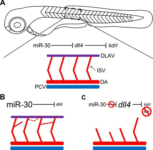 Figure 6. Schematic representation of the functional consequences of DLL4 targeting by miR-30. (A) A zebrafish embryo at 72 hpf is depicted. A section of the intersegmental vessels (ISV) has been enlarged. The dorsal aorta (DA) and posterior cardinal vein (PCV) have also been depicted in red and blue, respectively. The dorsal longitudinal anastomotic vessel (DLAV) is shown in purple. (B) When miR-30 is overexpressed, dll4 is down-regulated and a deregulated network of intersegmental vessels forms as the tip cell phenotype is not restricted and excessive sprouting occurs. (C) When miR-30 regulation of dll4 is blocked using a target protector, dll4 is up-regulated, and consequently kdrl expression is reduced. When combined with kdr knockdown, the restriction of tip cell specification and inhibition of Vegfa signaling which ensues prevents normal intersegmental vessel sprouting and the DLAV does not form.