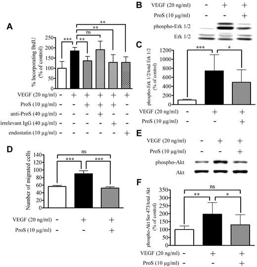 Figure 3. Human ProS inhibits VEGF-A–induced EC proliferation, migration, and signaling. (A) The percentage of BrdU incorporation induced by the indicated factors. ECs were seeded at a density of 6 × 103 cells/well in 96-well plates in growth factors containing medium for 24 hours, switched to a growth factor-depleted medium containing the indicated factors at the specified concentrations. BrdU incorporation was measured by ELISA. Data obtained from 3 independent experiments each in triplicates are expressed as percentages of control ± SD. ***P < .001. **P < .01. ns indicates not significant. (B-C) Western blot analysis of MAPK-Erk1/2 activation after cultured EC exposure to the indicated factors. Subconfluent EC cultures were exposed in a growth factor–depleted medium to ProS (10 μg/mL) or vehicle for 15 minutes and then stimulated with VEGF-A (20 ng/mL) for 5 minutes. Cell cultures were then lysed, and equivalent amounts of protein form each sample were resolved by SDS-PAGE, transferred to a PVDF membrane, and probed with either antiphosphorylated Erk 1/2 or anti–Erk 1/2 antibodies. Band intensities were quantified and are represented in panel C as a percentage of control of the ratio of phosphorylated Erk1/2 over Erk1/2 ± SD. Data were obtained from 4 independent experiments each in triplicates are expressed as percentages of control ± SD. ***P < .0001. *P < .05. (D) The number of migrated ECs induced by the indicated factors. A total of 2.5 × 104 ECs were suspended in culture medium containing 0.25% BSA, seeded in the upper compartment, and separated from the lower compartment by a 5-μm pore size polycarbonate filter coated on both sides with 0.1% gelatin. The lower compartment contained the factor under study at the indicated concentrations diluted in 0.5 mL culture medium. After 4 hours of incubation, the upper surface of the filter was scraped, and cells present in the lower compartment were fixed, stained, migrated cells were photographed under the microscope, and counted on 15 fields using ImageJ Version 1.39o software. Data were obtained from 3 independent experiments, each in triplicates, expressed as percentages of control ± SD. ***P < .0001. (E-F) Western blot analysis of Akt phosphorylation on Ser473 after cultured EC exposure to the indicated factors. Cell cultures were then lysed, and equivalent amounts of proteins from each sample were resolved by SDS-PAGE, transferred to a PVDF membrane, and probed with either anti-Akt or anti–phosopho-Ser473 Akt antibodies. Intensity of bands was quantified and are represented in panel F as a percentage of control of the ratio of phosphorylated Akt Ser473 over Akt ± SD. Data were obtained from 3 independent experiments, each in triplicates, expressed as percentages of control ± SD. **P < .01. *P < .05. ns indicates not significant.