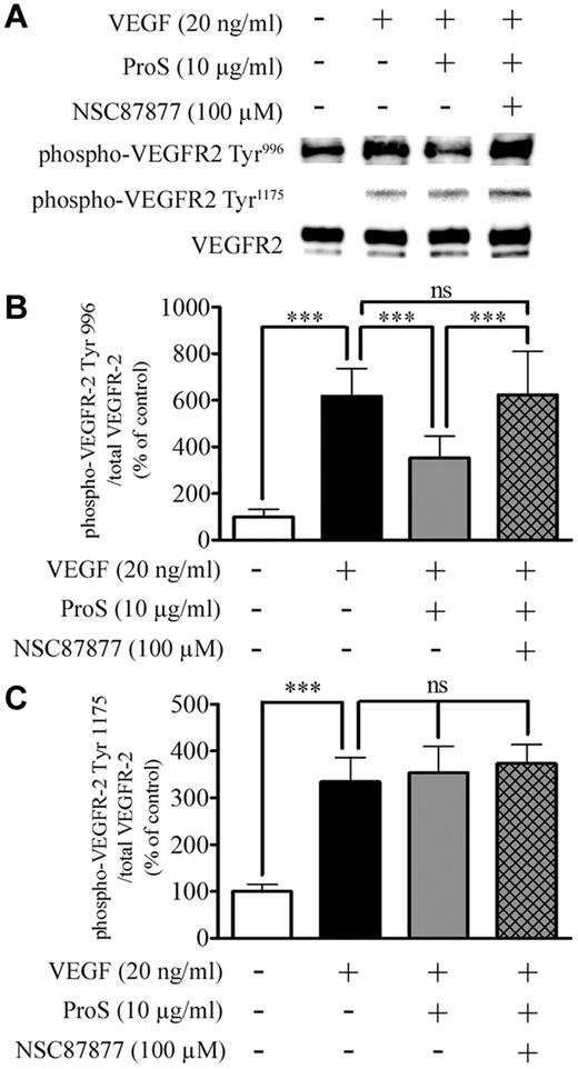 Figure 4. Human ProS inhibits VEGF-A–induced VEGFR2 activation at SHP2 sensitive sites. (A-B) Western blotting analysis of VEGFR2 phosphorylation after cultured EC exposure to the indicated factors. Subconfluent EC cultures were preincubated in a growth factor-depleted medium with either human ProS at the indicated concentrations or with vehicle for 15 minutes and then were exposed for 5 minutes to 20 ng/mL VEGF-A. Cells were exposed to the SHP2 inhibitor NSC 87877 at 100μM for 3 hours or vehicle before ProS. Cell cultures were then lysed, and equivalent amounts of protein form each sample were resolved by SDS-PAGE, transferred to a PVDF membrane, and probed with anti–phospho-VEGFR2 Tyr996, Tyr1175, or anti-VEGFR2 antibodies. The intensity of bands was quantified and is represented in panel C as a percentage of control of the ratio of phosphorylated VEGFR2 over VEGFR2 ± SD. Data were obtained from 3 independent experiments (each in triplicates) expressed as percentages of control ± SD. ***P < .001. ns indicates not significant.