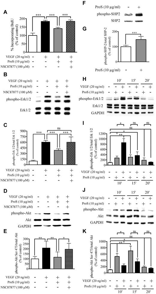 Figure 5. Tyrosine phosphatase SHP2 is activated by ProS and is involved in the inhibitory activity of ProS on VEGF-A–mediated EC proliferation. (A) Changes in EC BrdU incorporation, in response to the indicated factors and effects of SHP2 inhibitor NSC87877 (100μM). ECs were seeded at a density of 6 × 103 cells/well in 96-well plates in growth factors containing medium for 24 hours, switched to a growth factor–depleted medium containing the indicated factors at the specified concentrations. BrdU incorporation was measured by ELISA. (B) Western blot analysis of MAPK-Erk1/2 activation state after pretreatment with NSC 87877 (100μM) for 3 hours before ProS stimulation for 15 minutes followed by VEGF-A stimulation for 5 minutes. (C) Intensity of bands was quantified and is represented as a percentage of control of the ratio of phosphorylated Erk1/2 over Erk1/2. (D) Western blot analysis of Akt activation state after pretreatment with NSC 87877 (100μM) for 3 hours before ProS stimulation for 15 minutes followed by VEGF-A stimulation for 5 minutes. (E) Intensity of bands was quantified and is represented as a percentage of control of the ratio of phosphorylated Akt over Akt. (F) Western blotting analysis of SHP2 phosphorylation subsequently to EC culture exposure to human ProS. Subconfluent EC cultures were exposed in a growth factor–depleted medium to 10 μg/mL human ProS or vehicle for 15 minutes. Cell cultures were then lysed, and equal amounts of proteins were analyzed by Western blotting using either an anti–phospho SHP2 or anti-SHP2 antibody. (G) Intensity of bands was quantified and is represented as a percentage of control of the ratio of phosphorylated SHP2 over SHP2. (H) Western blot analysis of MAPK-Erk1/2 activation state after treatment with ProS (10 μg/mL) for the indicated time. (I) Intensity of bands was quantified and is represented as a percentage of control of the ratio of phosphorylated Erk1/2 over Erk1/2. (J) Western blot analysis of Akt activation state after treatment with ProS (10 μg/mL) for the indicated time. (K) Intensity of bands was quantified and is represented as a percentage of control of the ratio of phosphorylated Akt over Akt. (A-K) Data were obtained from 3 independent experiments (3 independent cell culture) in either 96-well plates (A) or 24-well plates (B-K), each either in triplicate wells (A-G) or in duplicates (H-K), expressed as percentages of control ± SD. ***P < .001. **P < .01. *P < .05. ns indicates not significant.