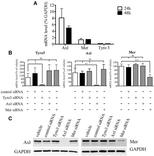 Figure 6. TAM receptor expression and siRNA knockdown validation. (A) Tyro3, Axl, and Mer gene transcript levels relative to that of GAPDH as determined by quantitative real-time PCR after 24 and 48 hours of EC culture in growth factor–containing medium. (B-C) The effectiveness and the specificity of targeted siRNA in silencing Tyro3, Axl, and Mer gene expression, real-time quantitative PCR 24 hours after siRNA transfection (B) or Western blot analysis 24 hours after siRNA transfection (C). EC cultures were transfected with either the specified siRNA used at 5nM for Tyro3 and Axl or at 50nM for Mer or with vehicle (5 μL/well siPORT) or as a control with 50nM nontargeting siRNA. For panel B, cells were harvested 24 hours after transfection and total RNA extracted. Reverse transcription was performed using 2 μg of total extracted RNA. Tyro3, Axl, and Mer gene expression was assessed relatively to that of GAPDH by quantitative real-time PCR and is expressed as percentage of the same ratio in siPORT-transfected ECs. Data were obtained from 3 independent experiments each in triplicate ± SD. ***P < .001. **P < .01. *P < .05. ns indicates not significant. For panel C, equivalent amounts of protein form each sample were resolved by SDS-PAGE, transferred to a PVDF membrane, and probed with anti-Mer, anti-Axl, or anti-GAPDH antibodies.