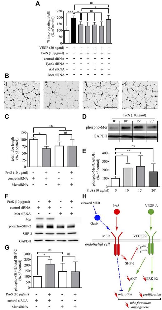Figure 7. Mer silencing suppresses both ProS-induced SHP2 activation and inhibition of VEGF-A–induced EC BrdU incorporation and tube formation. (A) Changes in BrdU incorporation resulting from silencing of Tyro3, Axl, or Mer gene expression. ECs were seeded at a density of 6 × 103 cells/well in 96-well plates in EGM-2 for 24 hours. Cells were then transfected with either the specified siRNA used either at 5nM for Tyro3 and Axl or at 50nM for Mer or with vehicle (0.5 μL/well siPORT) or as a control with 50nM nontargeting siRNA. At 24 hours after transfection, cells were switched to EBM-2 containing the indicated factors at the specified concentrations. BrdU incorporation was measured by ELISA. Data obtained from 3 independent experiments (3 distinct independent cell culture 96-well plates) each in triplicate wells are expressed as percentages of the same ratio in siPORT-transfected ECs ± SD. ***P < .001. *P < .05. ns indicates not significant. (B) The in vitro morphogenesis assay. ECs (2 × 105 cells/well) were cultured for 24 hours in complete medium and then transfected with 5nM of either Mer or control siRNA. At 24 hours after transfection, cells were harvested and seeded at the density of 105 cells/well in EBM-2 containing 0.5% FCS and 20 ng/mL VEGF-A, in 24-well plates coated with Matrigel containing either human ProS (20 μg/mL) or vehicle. The cell 3-dimensional organization was photographed using a MVX10 microscope. Black scale bar on pictures represents 100 μm length. (C) Quantifications of total tube length of capillary-like structures by automatic counting using the AngioQuant software. Data obtained from 3 independent experiments each in duplicates are expressed as percentages of control ± SD. *P < .05. ns indicates not significant. (D) Mer receptor tyrosine phosphorylation after treatment with ProS (10 μg/mL) for the indicated time. GAPDH was used as loading control. Because the data were obtained from 3 independent experiments each in triplicate and only 1 representative result for each time point is depicted in the figure, vertical lines have been inserted to indicate repositioned gel lanes. The intensity of bands was quantified and is represented in panel E as a percentage of control of the ratio of phosphorylated Mer over GAPDH ± SD. **P < .01. *P < .05. ns indicates not significant. (F) Western blotting analysis of Mer receptor expression and changes in EC response to ProS, in term of SHP2 activation, after silencing of Mer. (G) The intensity of bands was quantified and is represented as a percentage of control of the ratio of phosphorylated SHP2 over SHP2; some error bars were too small to be visible. Data obtained from 4 independent experiments each in duplicate are expressed as percentages of control ± SD. *P < .05. ns indicates not significant. (H) The proposed mechanism through which ProS interferes with VEGF-A-induced VEGFR2 signaling. VEGF-A triggers VEGFR2, Akt, and Erk 1/2 activation, leading to EC migration proliferation and subsequently to vascular tube formation (in green). ProS activates its tyrosine kinase receptor Mer, leading to SHP-2 activation, which dephosphorylates VEGFR2 on the SHP2-sensitive site Tyr996, thereby inhibiting VEGFR2 recruitment of Akt and Erk 1/2 pathways and subsequently VEGFR2 induced EC migration and proliferation necessary for tube formation and angiogenesis (in red). A recent report45 has described that, similarly to ProS, its structural homolog Gas6 activates Mer tyrosine kinase receptor, leading to the inhibition of EC migration and angiogenesis (in blue). Tumor cells release soluble Mer, which acts as a decoy receptor for Gas6, thereby reducing the suppressive effects of Gas6 on endothelial cell recruitment.