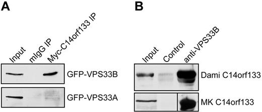 Figure 1. VPS33B binds to C14orf133 in HEK 293 cells, Dami cells, and megakaryocytes. (A) Myc-tagged C14orf133 (Myc-C14orf133) was coimmunoprecipitated (IP) with GFP-tagged VPS33B (GFP-VPS33B) or VPS33A (GFP-VPS33A) after cotransfecting HEK293 cells. The IP antibody was anti-Myc whereas a nonspecific mouse IgG (mIgG) was used as a control. The immunoblot (IB) signals were detected using an anti-GFP antibody. Myc-C14orf133 coimmunoprecipitated with GFP-VPS33B but not GFP-VPS33A. (B) Using anti-VPS33B serum and preimmune serum as control, endogenous VPS33B was immunoprecipitated from Dami and human megakaryocyte cells. The immunoblot signals were detected with anti-C14orf133 mouse serum. VPS33B binds to C14orf133 endogenously in Dami and megakaryocyte cells.