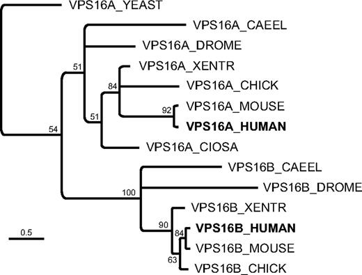 Figure 2. Phylogenetic reconstruction of the VPS16 domain from selected VPS16A and VPS16B proteins. The multiple sequence alignment was generated using structural information (see supplemental Methods). Only nodes with at least 50% support (from 10 000 bootstrap replicates) are resolved. Under the assumption that the shared region from VPS16A and VPS16B has a common ancestor, VPS16A_YEAST represent the outgroup for this phylogenetic tree. Branch lengths indicate average amino acid substitutions per site (see scale bar).