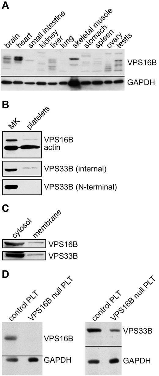 Figure 3. VPS16B and VPS33B distribution in tissue and cells lysates. (A) VPS16B is found in various tissues. A ready-to-use PVDF membrane with 11 human tissue lysates (Imgenex IMB-120) was probed with anti-VPS16B mouse serum, and anti-GAPDH antibody as a loading control. (B) VPS16B and VPS33B are present in both megakaryocyte (MK) and platelet lysates (reduced 10% SDS-PAGE). The latter were probed with anti-VPS16B mouse serum, anti-VPS33B internal as well as N-terminal antibodies, along with actin as a loading control. VPS16B and actin were probed and developed simultaneously (top panel). VPS33B is detected in platelets using the internal but not N-terminal antibody. (C) VPS16B and VPS33B are primarily found in the cytosol rather than the membrane in fractionated Dami cell lysates when probed with mouse anti-VPS16B and rabbit anti-VPS33B serum, respectively. (D) Platelets from a patient with ARC syndrome containing a homozygous nonsense mutation in exon 8 of C14orf133 (VIPAR) are devoid of VPS16B (left panel; VPS16B null PLT) and contain significantly reduced VPS33B (right panel; VPS16B null PLT), as shown by immunoblotting.