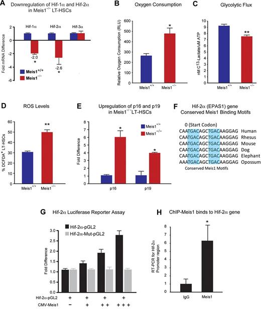 Figure 3. Metabolic regulation of LT-HSCs by Meis1. (A) RT-PCR histogram demonstrates the significant down-regulation of Hif-1α and Hif-2α (EPAS1), but not Hif-3α after Meis1 deletion in LT-HSCs (n = 3). (B) Measurement of oxygen consumption rate for 6 hours demonstrates significantly higher aerobic phosphorylation in Meis1−/− LT-HSCs compared with Meis1+/+ LT-HSCs (n = 3). (C) Quantification of labeled lactated in glycolytic flux assay demonstrates that Meis1−/− LT-HSCs are less glycolytic (n = 3). (D) Measurement of reactive oxygen species (ROS) in LT-HSCs as determined by quantification of the percentage of DCFDA+ LT-HSCs in Meis1+/+ and Meis1−/− mice (n = 3). (E) RT-PCR of p16 and p19 demonstrates association of higher level of ROS with up-regulation of p16 and p19 in Meis1−/− LT-HSCs (n = 3). (F) Figure shows conserved consensus Meis1 motifs found on Hif-2α (EPAS1) gene. Note the duplex Meis1-binding motifs found next to each other and conserved till Opossum. (G) Luciferase reporter assays demonstrate dose-dependent transcriptional activation of Hif-2α by Meis1 (n = 3). (H) Real-time PCR with primers flanking the consensus Meis1-binding sequence after ChIP assay demonstrating in vivo binding of Meis1 to Hif-2α promoter (n = 3); *P < .05, **P < .01.