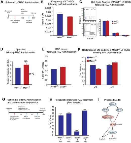 Figure 4. Effect of ROS scavenging on the Meis1−/− phenotype. (A) Schematic of NAC administration. We performed daily IP injections for tamoxifen for 14 days followed by daily NAC injections up to 12 days. (B) Flow cytometry profile of LT-HSCs (Lin−Sca-1+Kit+Flk2−CD34−) of Meis1+/+ and Meis1−/− mice after 12 days NAC administration. Note the number of HSCs in Meis1−/− mice is now similar to Meis1+/+ values (n = 3). (C) Left panel, FACS plot of Pyronin Y/Hoechst staining of LT-HSCs. Right panel: Quantification of flow cytometric analysis of cell cycle of Meis1+/+ and Mesi1−/− LT-HSCs demonstrates restored numbers of G0 cells in Meis1−/− cells which indicates restored quiescence of LT-HSCs (n = 3). (D) Quantification of apoptosis in Meis1+/+ and Meis1−/− LSK cells (Lin−Sca-1+Kit+) showing persistent trend toward an increase in the number of apoptotic cells, which was not statistically significant (P = .059; n = 3). (E) Quantification of ROS in Meis1+/+ and Meis1−/− LT-HSCs (Lin−Sca-1+Kit+Flk2−CD34−) after NAC treatment showing only a modest increase in ROS in Meis1−/− HSCs (n = 3). (F) Real-time PCR of HSCs isolated from Meis1+/+ and Meis1−/− HSCs after NAC treatment demonstrating no change in p16 and p19 transcripts (n = 3). (G) Schematic of NAC administration and bone marrow transplantations. We performed daily IP injections for tamoxifen and NAC for 14 days followed by bone marrow transplantation. Then, NAC is provided in drinking water for 2 weeks and administrated another 2 weeks. Repopulation was examined at 4 weeks after transplantation. (H) Analysis of repopulation after NAC treatments of BMTs from Meis1+/+ and Meis1−/− mice demonstrates restoration of repopulation defect after Meis1 deletion (n = 5). (I) Schematic of proposed model is demonstrating how Meis1 regulates metabolism and maintenance of HSCs through its role on Hif-1α and Hif-2α.