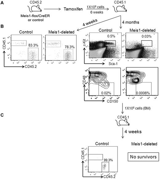 Figure 2. Meis1 deletion leads to loss of HSC function. (A) Meis1-flox/CreER or control mice were treated with tamoxifen, as described in the text, and transplanted into lethally irradiated CD45.1 mice. (B) Representative flow cytometry plots on the left depict peripheral blood chimerism at 4 weeks after transplantation. Representative flow cytometry plots on the right depict the percentages of LSKs and LT-HSCs in the BM of transplantation recipients at 4 months. Shown are donor cells. (C) Recipient mice were killed at 4 months and whole BM was transplanted into lethally irradiated secondary recipient mice. Shown are representative flow cytometry plots depicting chimerism in the BM of secondary recipients. The recipients of Meis1-deleted BM died of hematopoietic failure.