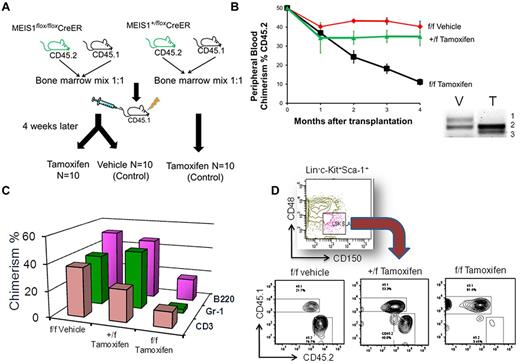 Figure 3. Meis1-deleted HSCs are deficient in maintenance of hematopoiesis. (A) Competitive repopulation assay was performed as described in the text. (B) Summary of peripheral blood CD45.2 chimerism (vertical axis) in recipient mice over time (horizontal axis) since transplantation. The groups are labeled to the right of the respective curve. Data are shown as means ± SEM (n = 5-8 per group). Also shown on the lower right is a representative PCR result on peripheral blood of recipient mice treated with vehicle (V) or tamoxifen (T). Bands labeled to the right represent, respectively, in numerical order floxed, wild-type, and deleted Meis1 alleles, showing that we achieved complete deletion of Meis1 by tamoxifen treatment. (C) Chimerism in the various lineages at 4 months. (D) Flow cytometry plots showing chimerism in the LT-HSC fraction of the BM of recipient mice at 4 months.