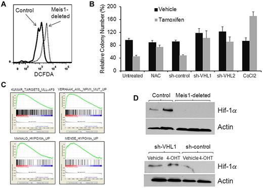 Figure 5. Meis1 regulates oxidative stress. (A) Representative flow cytometry plot showing results of dichlorofluorescein diacetate staining (a measurement of ROS levels) gated on LT-HSCs. (B) Bar graph depicting results of colony-formation assay performed with Meis1-flox/CreER lineage-depleted cells that were treated in vitro with vehicle (ethanol) or 4-OHT in the presence of the ROS scavenger N-acetyl cysteine (NAC), 1 of 2 shRNA constructs directed against VHL (shVHL1 and shVHL2), scrambled shRNA, or cobalt chloride (treatment conditions labeled on the bottom of the graph). Colony numbers (vertical axis) were normalized to those formed by vehicle-treated cells in each experiment. Data represent means ± SEM of triplicate colonies from 1 representative experiment. (C) Lineage-negative BM cells of Meis1-flox/CreER and control mice were treated with 4-OHT for 48 hours and then analyzed by whole genome microarrays. Depicted are gene-set enrichment analysis plots of the analysis showing enrichment in the control cells compared with Meis1-deleted of gene sets associated with leukemias that express high levels of Meis1 (top panel) and those associated with hypoxia-response (bottom panel). The gene sets are labeled on the top of each plot. (D) Western blot (top panel) showing levels of Hif-1α and actin (loading control) in whole BM of control (first 2 lanes) and Meis1-deleted mice. Bottom panel depicts Western blot results of Hif-1α and actin in vehicle- or 4-OHT–treated cells transduced with lentivirus expressing shRNA against VHL or a nontargeting construct.