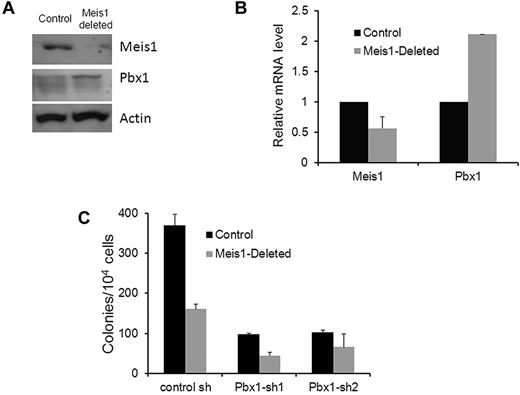 Figure 6. Negative feedback of Pbx1 by Meis1. (A) Western blot showing Meis1, Pbx1, and actin (loading control) levels in control and Meis1-deleted lineage-negative BM. (B) Bar graph depicting Meis1 and Pbx1 mRNA levels in control and Meis1-deleted, lineage-negative BM. mRNA levels were measured by real-time quantitative RT-PCR using TaqMan primer/probes and normalized to β-actin (n = 2). (C) Lineage-negative BM cells were harvested from tamoxifen-treated Meis1-flox/CreER (Meis1-deleted) and Rosa26CreER (control) mice. Cells were transduced with lentivirus expressing 1 of 2 Pbx1-shRNAs or a control construct, and transduced cells were selected by culture in puromycin for 72 hours. Colony assay was then performed as described in the text. Bar graph depicts means ± SEM of triplicate colony counts from one representative experiment.