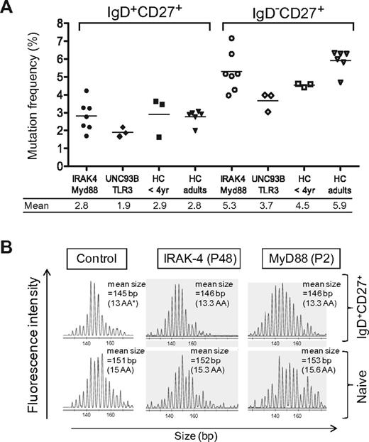 Figure 3. Normal somatic mutation frequencies and heavy-chain CDR3 repertoire in sorted IgD+CD27+ cells from IRAK-4– and MyD88-deficient patients. (A) Somatic mutations frequencies in the JH4-JH5 intron flanking rearranged VHDJH4 sequences from sorted blood IgD+CD27+ and IgD−CD27+ cells of IRAK-4–, MyD88-, UNC-93B-, and TLR3-deficient patients (3.5 years) and young (< 4 years) or adult healthy controls (HC; see also supplemental Table 2). Mean values (expressed as mutations per 100 bp of total sequences) are indicated below the graph for each B-cell subset. IRAK-4– or MyD88-deficient patients and those deficient for UNC-93B or TLR3 were grouped. In control JH4-JH5 sequences, mutation frequencies gradually increased with age, reaching adult values for blood IgD+CD27+ B cells by approximately 4 years of age (S.W., J.-C. W and C.-A.R., unpublished data, 2009). (B) H-CDR3 spectratypes of the VH3 transcripts expressed by sorted blood IgD+CD27+ and naive B cells of a healthy control and a MyD88- and an IRAK-4–deficient patient. VH3-μ transcripts were prepared from 10 000 to 30 000 sorted cells, reverse transcribed, and amplified by PCR (see “Methods”). The PCR products were labeled by a run-off reaction with specific fluorescent VH-FR3 consensus primers and subjected to capillary gel electrophoresis. As observed for naive cells, control IgD+CD27+ cells display a regular distribution of heavy-chain CDR3 sizes but showed a shift of 6 bp on average toward shorter CDR3 lengths. IgD+CD27+ cells from the IRAK-4– and the MyD88-deficient patient (P48 and P2) display a similar Gaussian distribution and average heavy-chain CDR3 size compared with control IgD+CD27+ cells (ie, a 6- or 7-bp mean difference in comparison with autologous naive cells). *The mean heavy-chain (H)–CDR3 length in amino acids (AA) inferred from the mean size of the PCR products is indicated. (H-CDR3 being defined as the region included between the invariant Cys and Trp residues of VH and JH genes, respectively.)