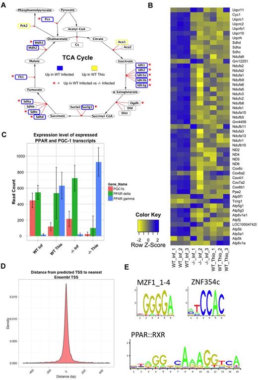 Figure 6. AAMφ up-regulate mitochondrial TCA cycle genes and show evidence of PPAR-dependent transcription in vivo. (A) Schematic of the TCA cycle showing DE genes in WT-NeMφ relative to WT-ThioMφ. Blue border represents up-regulated; and yellow border, down-regulated. In addition, a red asterisk indicates genes up-regulated in WT-NeMφ relative to IL4Rα−/−-NeMφ. (B) Heatmap showing relative expression of mitochondrial electron transport chain (ETC) components between WT-NeMφ, IL4Rα−/−-NeMφ, and WT-ThioMφ. The majority of ETC components are most highly expressed in WT-NeMφ. (C) The expression levels of transcripts encoding for PPARγ, PPARδ, and the coactivator protein PGC-1β show that WT-NeMφ express high levels of PPARδ and PGC-1β, but not PPARγ. (D) Confirmation of the accuracy of TSS prediction. The density plot shows the distances from the predicted TSS for each gene to the nearest annoated Ensembl TSS (median absolute deviation = 32 bp). (E) Consensus motifs for the 3 over-represented transcription factor binding sites in AAMφ-associated promoter regions identified using Clover (P < .01), comparison of AAMφ-associated promoter regions (TSS −400, +100 bp) against non-AAMφ-associated macrophage promoters.