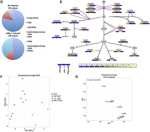 Figure 7. Characterization of AAMφ-derived eicosanoids. (A) Quantification of arachidonic acid (AA) metabolites in 12-hour cultures of purified macrophages (top) and in peritoneal lavages (bottom). (B) PCA scores plot for 12-hour cultures of purified macrophages. (C) PCA loading plot for panel B, showing how individual eicosanoids contribute toward the primary and secondary principal (x and y, respectively) axes. (D) Pie chart showing the breakdown in the production of cyclo-oxygenase metabolites between WT-NeMφ and IL4Rα−/−-NeMφ. (E) Schematic of the AA cascade reproduced using VANTED. Square boxes with red text represent genes; and rounded boxes with black text, measured metabolites. Black arrows indicate enzymatic reactions; and red arrows, auto-oxidation. Relative expression values (normalized such that the total over all 3 conditions = 1) are beneath the associated gene/metabolite. WT B malayi (left box) IL4Rα−/− B malayi implanted (center), and WT thioglycollate (right). (F-G) PCA scores and loading plot as in panels B and C for the peritoneal lavages.
