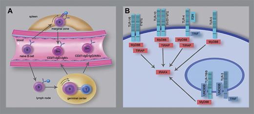 TLR signaling in human CD27+IgM+IgD+ B cells. (A) Differentiation scheme of CD27+IgM+IgD+ and CD27+IgD- memory B cells. Human CD27+IgM+IgD+ B cells in the splenic marginal zone are thought to derive from T cell–independent responses and able to circulate in peripheral blood. CD27+IgD-IgM+, IgA+ or IgG+ memory B cells and at least part of the CD27+IgM+IgD+ B cells derived from T cell–dependent germinal center responses. (B) Scheme of human TLRs and critical signaling molecules. Weller et al demonstrated that the presumed marginal zone-derived CD27+IgM+IgD+ B cells depend on MyD88, TIRAP, and IRAK4 (red), but not on TLR3, UNC93B, or TRIF (blue). TLRs form homodimers, except for TLR1 and TLR6 which function as heterodimers with TLR2. TLR10 potentially functions as homodimer or as heterodimer with TLR1 or TLR2. Professional illustration by Marie Dauenheimer.