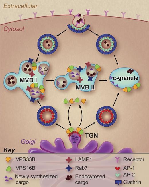 A working model of α-granule formation in megakaryocytes. Potential pathways of α-granule biogenesis are shown and possible sites of VPS33B and VPS16B action are indicated. Professional illustration by Debra T. Dartez.