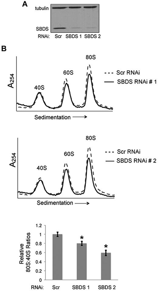 Figure 2. Knockdown of SBDS expression recapitulates ribosomal changes seen in SDS patients. (A) Healthy bone marrow stromal cells were infected with lentivirus encoding either a Scrambled (Scr) shRNA or an SBDS shRNA. Two different RNAi sequences targeting SBDS were assayed (no. 1, no. 2). SBDS knockdown was confirmed by immunoblot. Tubulin was assayed as a loading control. (B) The ribosomal profiles were analyzed by sucrose gradient centrifugation. Representative polysome profile overlays are shown for Scr versus SBDS RNAi experiments. 80S:40S ratios were quantitated for 3 independent experiments. 80S:40S ratios represent the average results for 3 independent experiments for each condition; *P < .05.