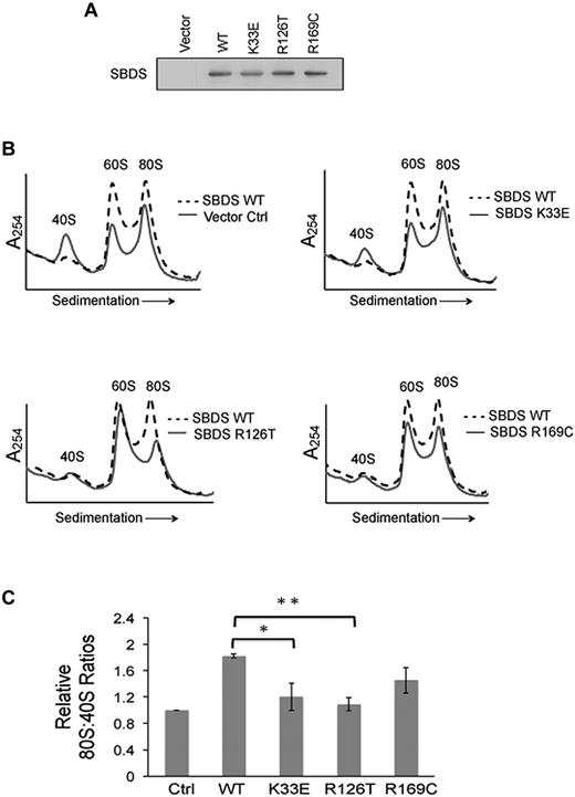 Figure 4. Impaired ribosomal subunit association is SBDS-dependent. Ribosomal subunit association was assayed in SDS patient-derived bone marrow stromal cells infected with lentiviral vectors encoding WT or mutant (K33E, R126T, R169C) SBDS cDNA. Empty vector was used as a control (Ctrl). (A) SBDS protein expression was assayed by immunoblot for each condition. (B) Cells were lysed in 0.25mM MgCl2 to dissociate the ribosomal subunits. After the MgCl2 concentration was raised to 10mM, ribosomal subunit association was measured as described in Figure 3. Ribosomal profiles from WT SBDS (dotted lines) are overlaid for comparison with empty vector control or SBDS point mutants (solid lines). Representative polysome profiles are shown. (C) The 80S:40S ratio was quantitated for 3 independent experiments; *P < .05, **P < .01.