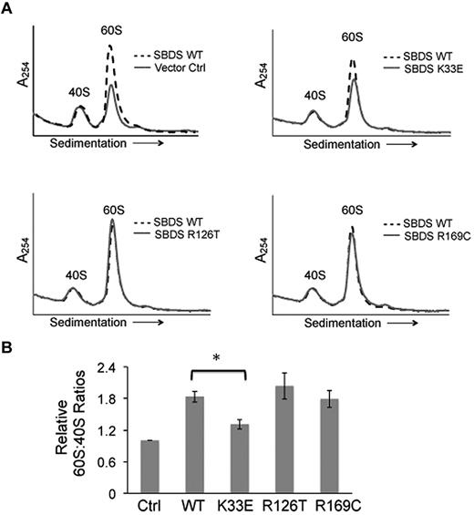 Figure 5. Altered 60S:40S subunit ratios are SBDS-dependent. (A) SDS patient-derived bone marrow stromal cells were infected with lentiviral vectors expressing wild-type SBDS (WT) or SBDS point mutants (K33E, R126T, R169C). An empty vector was used as a control (Ctrl). Cells were lysed in 0.25mM MgCl2 to dissociate ribosomes into 40S and 60S subunits. Representative polysome profiles are shown for each condition. Profiles from WT SBDS (dotted lines) are overlaid for comparison with empty vector control or SBDS point mutants (solid lines). (B) 60S:40S ratio quantitation is reflective of 3 independent experiments; *P < .05.