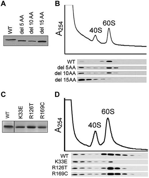 Figure 6. Association of SBDS point mutants with the 60S ribosomal subunit. (A) Marrow stromal cells from SDS patients were infected with FLAG-tagged wild-type SBDS (WT) or SBDS N-terminal deletion mutants lacking the first 5, 10, or 15 amino acids (del 5 AA to del 15 AA). Protein expression was determined with an anti-FLAG Western blot of whole-cell lysates. (B) Cells harboring the indicated SBDS cDNAs were lysed in 0.25mM MgCl2, followed by sucrose density fractionation. Proteins were precipitated from each gradient fraction and immunoblotted with an anti-FLAG antibody (bottom panel). (C) A Coomassie stain of the indicated purified recombinant SBDS proteins is shown. (D) Equimolar quantities of recombinant SBDS proteins were added to SDS lymphoblast lysates prepared in 0.25mM MgCl2 to dissociate the ribosomal subunits. Lysates were fractionated by sucrose density sedimentation to identify 40S and 60S subunit peaks. Proteins were precipitated from equal aliquots of each gradient fraction and immunoblotted for SBDS.
