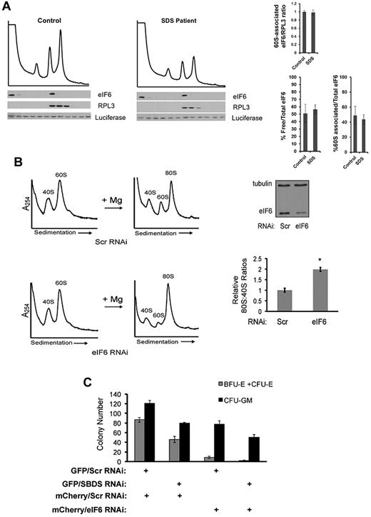 Figure 7. Knockdown of eIF6 expression improves ribosome association in SDS patient cells but does not rescue the marrow failure phenotype. (A) Lysates from healthy controls versus SDS patients were sedimented through sucrose gradients under native conditions. Exogenous recombinant luciferase protein was added in equal amounts to each fraction before protein extraction to control for potential variations in protein recovery between fractions. Proteins from each fraction were immunoblotted for eIF6, RPL3, and luciferase and quantitated by densitometry. Levels of eIF6 in the 60S fractions were normalized to the 60S subunit protein RPL3 in the 60S fractions as an internal control to allow comparison between different gradient blots and the results of 3 experiments are graphed. The fraction of free eIF6 versus 60S-associated eIF6 was also calculated as a percentage of total eIF6. No statistically significant difference was found between patients versus controls (P = .4). (B) SDS patient-derived marrow stromal cells were transfected with a scrambled RNAi sequence (Scr) or RNAi targeting eIF6. Knockdown of eIF6 in SDS patient cells was confirmed by Western blot with tubulin used as a loading control. Cells were lysed in the presence of 0.25mM MgCl2 to dissociate the ribosomal subunits and assayed in “Ribosomal subunit association assay.” Representative results for cells transfected with the indicated RNAi target sequences are shown. 80S formation relative to the 40S peak was quantitated for 3 independent experiments with cells from SDS patients (FHCRC18, FHCRC30, UW1) of different SBDS genotypes (*P < .05). (C) CD34+ cells were infected with the indicated lentiviral vectors (+) encoding an RNAi sequence targeting SBDS, eIF6, or scrambled control (Scr). Hematopoietic progenitor colony formation in methylcellulose was quantitated in a blinded fashion in triplicate for each condition.