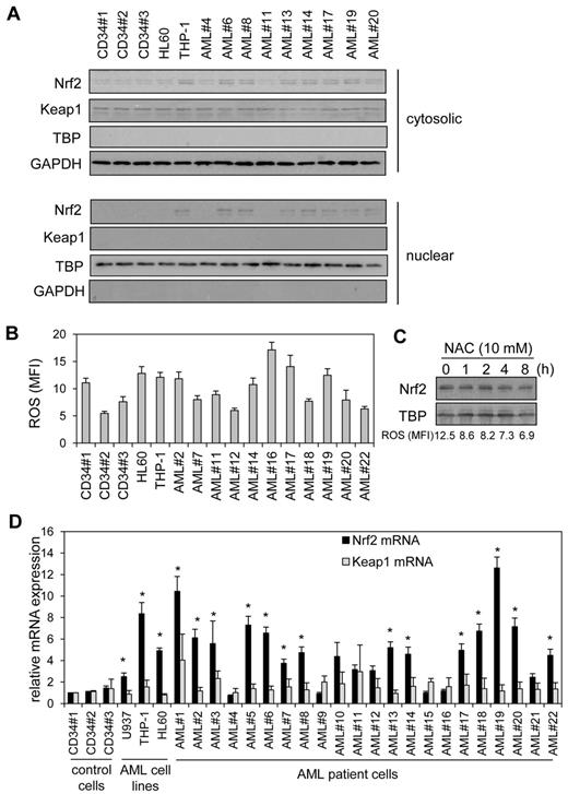 Figure 1. High Nrf2 protein in human AML cells is because of elevated Nrf2 RNA levels. (A) Nuclear extracts were obtained from human AML samples and control cells, extracts were separated by SDS-PAGE, and Western blot analysis was conducted for Nrf2 and Keap1 protein levels. Nuclear blots were reprobed with TATA binding protein (TBP) to confirm sample loading and cytosolic blots with GAPDH. (B) AML cells and control cells washed with PBS and incubation with 10μM H2DCFDA for 15 minutes. Cells were then assessed for H2DCFDA oxidation by the use of flow cytometry. (C) THP-1 cells were treated with NAC for up to 8 hours. Nuclear extracts were obtained and analyzed for Nrf2 expression. Nuclear blots were reprobed with TBP to confirm equal sample loading. The numbers under the Western blot indicate ROS levels in NAC-treated THP-1 cells. (D) RNA was extracted from AML cells and control cells and Nrf2 and Keap1 mRNA was measured with real-time PCR. mRNA expression was normalized to GAPDH mRNA levels. *Statistical significance (P < .05) between Nrf2 and Keap1 mRNA levels where indicated.