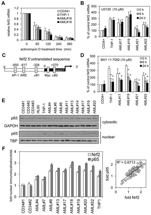 Figure 2. NF-κB regulates Nrf2 overexpression in human AML. (A) AML and control cells were treated with Act D (5 μg/mL) for up to 6 hours. RNA was extracted and examined for Nrf2 mRNA expression by real-time PCR. mRNA expression was normalized to GAPDH mRNA levels. (B) AML and control cells were treated for 6 and 24 hours with U0126 (10μM) and RNA was extracted and examined for Nrf2 mRNA expression by real-time PCR. mRNA expression was normalized to GAPDH mRNA levels. Data presented as percent of control. (C) Schematic representation of the Nrf2 promoter. (D) AML and control cells were treated for 6 and 24 hours with BAY 11-7082 (10μM) and RNA was extracted and examined for Nrf2 mRNA expression by real-time PCR. mRNA expression was normalized to GAPDH mRNA levels. Data are presented as percent of control. *P < .05 between the different treatment groups. (E) Nuclear and cytosolic Western blots from Figure 1A were reprobed for p65 expression. (F) Analysis of p65 and Nrf2 subcellular localization in AML cell nucleus. Data were calculated as a percentage of total localization and is expressed as fold increase compared with healthy CD34+ cell levels. Values indicate the mean ± SEM from at least 5 cells per sample (statistical significance *P ≤ .05 compared with an average of both CD34+ samples). Relative fold p65 versus fold Nrf2 scatter plot indicates a correlation with a slope of 1.