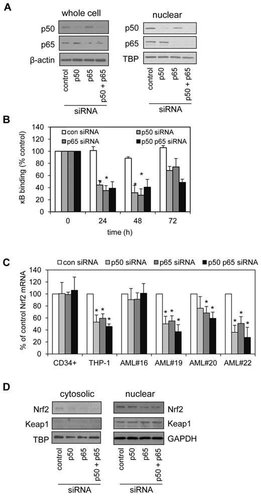 Figure 3. Blocking NF-κB restores elevated Nrf2 levels to normal. (A) THP-1 cells were transfected with 30nM of control, p50 or p65 siRNA, or p50 and p65 combined and incubated for 48 hours. Extracts were separated by SDS-PAGE and Western blot analysis was conducted for p50 and p65 total protein or nuclear protein levels. Blots were reprobed for β-actin and TBP to confirm equal sample loading. (B) THP-1 cells were transfected with 30nM of control, p50 or p65-siRNA, or p50 and p65 combined and incubated for 24, 48, and 72 hours, then examined for the nuclear binding of p65 and p50 to specific κB sites. (C) AML cells were transfected with 30 nM of control, p50, or p65-siRNA, or p50 and p65 combined and incubated for 24 hours. RNA was extracted and examined for Nrf2 mRNA expression by real-time PCR. Data presented as percent of control. *P < .05 between the different treatment groups. (D) THP-1 cells were transfected with 30nM of control, p50 or p65-siRNA, or p50 and p65 combined and incubated for 48 hours. Nuclear and cytosolic extracts were separated by SDS-PAGE and Western blot analysis was conducted for Nrf2 and Keap1 protein levels were measured.