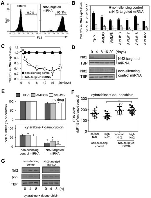 Figure 5. Silencing Nrf2 enhances chemotherapy-induced apoptosis in AML. THP-1 cells were transduced with Nrf2-targeted miRNA lentiviral constructs. (A) The percentage of gated GFP-positive cells was measured with flow cytometry. (B). RNA was extracted from AML cells transduced with Nrf2-targeted and nonsilencing miRNA control constructs and examined for Nrf2 expression by real-time PCR compared with CD34+ control cells (dashed line; C) RNA was extracted from THP-1 cells transduced with Nrf2-targeted and nonsilencing miRNA control constructs and examined for Nrf2 expression by real-time PCR at the indicated times. mRNA expression was normalized to GAPDH mRNA levels. (D) Protein extracts were also obtained and Western blot analysis was conducted for nuclear Nrf2 protein levels. (E) AML cells were transduced with either Nrf2-targeted miRNA or nonsilencing control miRNA construct for 4 days, then treated with 0.5μM cytarabine and 0.2μM daunorubicin for 24 hours. Cell number was assessed by MTS assay. In all panels values indicate the mean ± SEM from 3 independent experiments. *Statistical significance of P < .05 between the different treatment groups. (F) AML cells and control cells were transduced with Nrf2-targeted miRNA and control miRNA constructs and treated with 0.5μM cytarabine and 0.2μM daunorubicin. Cells were washed with PBS and incubated with 10μM of H2DCFDA for 15 minutes. Cells were then assessed for H2DCFDA oxidation using flow cytometry. *Statistical significance of P < .05 by 2-way ANOVA analysis. (G) Protein extracts also were obtained, and Western blot analysis was conducted for Nrf2 and p65 protein levels.