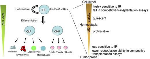 Figure 1. Role of p53 in HSCs. A simplistic model depicting changes in p53 levels during differentiation of HSCs into the lineage components (left). p53 activity levels influence HSC functionality (right).