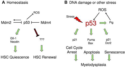 Figure 2. p53 regulates HSC quiescence. (A) Under homeostatic conditions, p53 regulates HSC quiescence mediated by Gfi-1 and Necdin and maintains HSC self-renewal by an unknown mechanism. (B) Under stress conditions, enhanced p53 activity promotes transcription of downstream targets, which trigger cell cycle arrest, senescence, or apoptosis. p53 also transactivates Pig genes, which induce ROS levels and promote p53 stability.