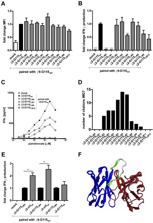 Figure 3. γ9δ2TCR expression and functional avidity of transduced T cells expressing γ9δ2TCR G115 with δ2-CDR3 length mutations. (A) γ9δ2TCR expression of indicated transductants was analyzed by flow cytometry using a γδTCR-pan Ab. Shown is the fold change in mean fluorescent intensity (MFI) compared with wild-type controls expressing δ2-G115wt. (B) IFNγ secretion of δ2-G115LM–transduced T cells against the tumor target Daudi (E:T, 1:1) was measured by ELISA after 24 hours of incubation in the presence of 100μM pamidronate. Shown is the fold change in IFNγ production compared with reactivity of transductants expressing δ2-G115wt. (C) Transductants expressing δ2-G115LM0,1,4,12 were tested in a titration assay against the tumor target Daudi with increasing amounts of pamidronate as indicated. IFNγ production was measured after 24 hours by ELISA. (D) Generated δ2-G115LMs were matched in a BLAST search with γ9δ2TCRs described in the IMGT database. Shown is the number of citations compared with δ2-G115LM of similar δCDR3 length. (E) Transductants with δ2-G115LM2,4,6 were compared side-by-side with transductants expressing individual γ9δ2TCRs of the same δCDR3 length. IFNγ secretion of transduced T cells against the tumor target Daudi (E:T, 1:1) was measured by ELISA after 24 hours in the presence of 100μM pamidronate. Shown is the fold change in IFNγ production compared with reactivity of transductants expressing δ2-G115wt. Data represent the means ± SD. **P < .01; and **P < .001 by 1-way ANOVA. (F) Crystal structure of γ9δ2TCR G115; the region that was used for alanine stretches within δCDR3 is shown in white, the residual δCDR3 in green, the δ chain in blue, and the γ chain in brown.