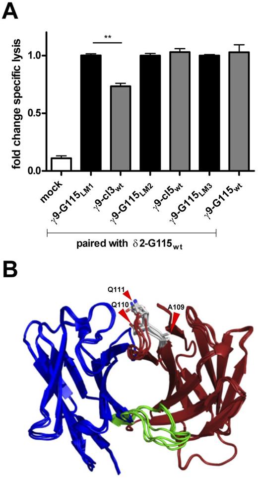 Figure 4. Functional avidity of transduced T cells expressing γ9δ2TCR G115 with γ9-CDR3 length mutations. (A) Peripheral blood T cells were virally transduced with indicated γ9 and δ2 TCR chains. Lytic activity of transductants was compared side-by-side with T cells expressing individual γ9δ2TCRs of the same γ9CDR3 length. Specific lysis is indicated as the fold change 51Cr-release measured in the supernatant after 5 hours. Data represent the means ± SD. **P < .01 by 1-way ANOVA. (B) Crystal structure of γ9δ2TCR G115 indicating γ9CDR3 in gray including amino acids γ9-G115A109, γ9-G115Q110, andγ9-G115Q111 (red arrows). δCDR3 is shown in green; the δ chain in blue; and the γ chain in brown.