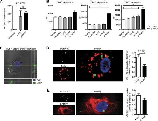 Figure 2. Enhanced cross-presentation of immune-complexes is not due to increased antigen uptake or DC maturation. (A) Day 5 human MoDCs were cultured in the presence of eGFP (gray bar) or eGFP-IC (black bar) for 10 minutes (pulse), washed 3 times, and cultured for 1 hour (chase) to assess uptake efficiency (mean + SEM, n = 3). Data shown are MFI values corrected for background MFI (DCs cultured without eGFP). (B) Day 4½ human MoDCs were cultured overnight in the presence of medium (white bars), pp65 antibody (light gray bars), pp65 alone (gray bars), pp65-IC (dark gray bars), or 100 ng LPS and 30 μg poly(I:C) (PIC) to assess maturation status. Data shown are MFI values (mean + SEM, n = 3) of CD40 (left graph), CD80 (middle graph), and CD86 (right graph). (C-D) MoDCs were cultured on confocal slides and incubated with eGFP (C) or eGFP-IC (D). (C) Nonopsonized eGFP (green) is internalized by human MoDCs (bright field, nucleus visualized using DAPI). (D-E) MoDCs were allowed to internalize eGFP-IC for1 hour and were chased for 1 and 4 hours (37°C, analysis of 10-25 slides containing multiple DCs for each condition in 2 separate experiments). Cells were fixed and stained for confocal microscopy. Distribution of internalized eGFP-IC was quantified as percentage of vesicles positive for EEA-1 (D) or LAMP-1 (E).