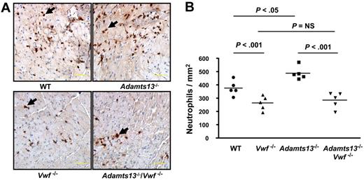 Figure 4. ADAMTS13 deficiency-mediated enhanced neutrophil recruitment is VWF dependent. (A) Representative photomicrographs stained for neutrophils (Ly6B.2-positive cells are stained brown and indicated by the black arrows) and counterstained with hematoxylin from one mouse of each genotype. Scale bar indicates 50 μm. (B) Quantification of immunoreactive cells in the infarcted and surrounding region. Each dot is a mean of 16 fields from 4 serial sections (separated by 30 μm) per mouse. Horizontal bars indicate mean values. NS indicates nonsignificant.