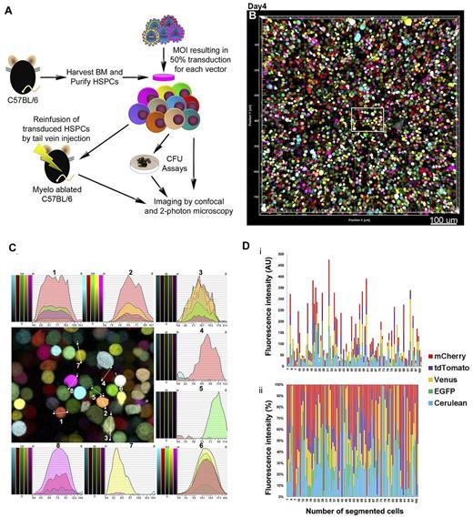 Figure 2. Confocal microscopy imaging of primary BM HSPCs cotransduced with 5FP lentiviral vectors. (A) A schematic overview of the transplantation of LeGO-transduced murine HSPCs. Donor Lin− HSPCs were harvested, transduced in vitro with all 5FP vectors concurrently (Co) as shown in the schematic, or individually and then mixed (Mix), and transplanted into lethally irradiated recipient mice or continued in culture for flow cytometric, CFU, and imaging analyses. Tissues from transplanted recipients were removed at specific time points for imaging. (B) Lin− cells co-transduced with the 5 LeGO vectors and imaged 4 days after transduction, showing a merged tiled-3D image of highly diverse color marking of individual cells, resulting from the variety of vector combinations transducing each cell. (C) Higher magnification view of the boxed area from the image shown in panel B; line intensity profiles were drawn manually through the center of 8 cells, generating 5-channel intensity histograms demonstrating unique spectral “colorprints” to unequivocally distinguish each transduced cell. (D) Cells from panel B were segmented as spot objects using Imaris software, and the MFI/spot in each of the 5 channels was quantitated and displayed as stacked columns, either as (i) absolute values (AU arbitrary units) or as (ii) percent relative contributions of the 5 FP channels. This graphically and quantitatively demonstrates the huge diversity of spectral identity for individual Lin− cells. Original raw data for the first 100 spots are shown in supplemental Table 1. Scale bar represents 100 μm.