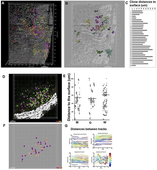 Figure 6. Quantitative analysis of clone size and location in 3D and motility in 4D. Volumetric 3D tiled stacks from the spleen shown in Figure 4A were analyzed in a quantitative manner. Cells were computationally extracted both individually (A) and as 32 clones spectrally distinct from neighboring ones (B) using semiautomatic user-interactive segmentation, combining channels and grouping in Imaris software. Distances of the individual clones to the splenic capsule were determined using distance transformation algorithm of Imaris XT. (C) Histogram depicting the distances of 32 clones to the surface of the spleen. Time sequences recorded in the lymph node 14 days after transplantation of Mix 5FPS Lin− HSPCs using resonant scanner were transformed into 4D movies and analyzed using XT module of Imaris software (supplemental Video 16). (D) Example of cells computationally segmented as “spots” objects and the lymph node capsule as a “surface” object. Cells expressing tdTomato, EGFP, or Cerulean were represented by magenta (M), green (G), or white (W) spots, respectively. (E) Distances of individual cells/spots to the surface were plotted according to the FP expressed (M, G, W) for comparison (the lines show the mean). (F) Cell migration trajectories (tracks) over time and displacement vectors can be analyzed. (G) Distances between individual tracks and their displacement in x,y,z directions reveal cell motility heterogeneity in depth (color coded).