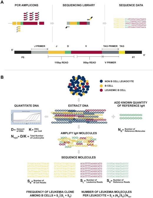 Figure 1. Overview of the LymphoSIGHT method. (A) Schematic of the PCR primer strategy and sequencing assay. (B) Schematic of the MRD quantitation scheme.
