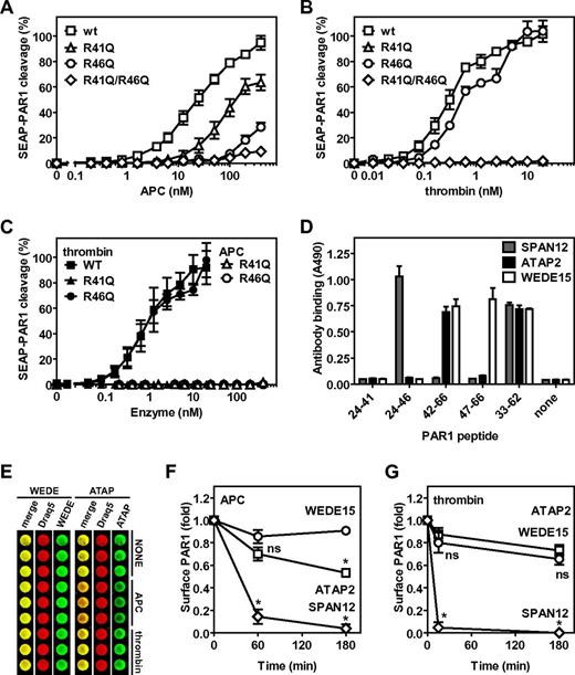 Figure 2. Noncanonical cleavage of PAR1 at Arg46 by APC on cells. Cleavage of wt-SEAP-PAR1 and SEAP-PAR1 cleavage site mutants by (A) APC and (B) thrombin in the presence of wt-EPCR and in the absence of EPCR (C). (□, ■) represent wt-SEAP-PAR1; (Δ, ▴), R41Q-SEAP-PAR1; (○, ●), R46Q-SEAP-PAR1; and (♢, ♦), R41Q/R46Q-SEAP-PAR1. (C) Closed symbols indicate thrombin; and open symbols, APC. (D) Mapping of the canonical and noncanonical cleavage site sensitive epitopes of anti-PAR1 antibodies SPAN12, ATAP2, and WEDE15 using synthetic peptides coated onto microtiter plate wells. Peptides represent the N-terminal (TR24-41) or C-terminal fragment (TR42-66) of PAR1 after cleavage at Arg41 or the N-terminal (TR24-47) or C-terminal fragment (TR47-66) of PAR1 after cleavage at Arg46 or the entire cleavage site region of the PAR1 N-terminal tail (TR33-62). (E) OCW of anti-PAR1 antibodies WEDE15 and ATAP2 on EA.hy.926 endothelial cells after incubation with control buffer (NONE), APC (100nM), or thrombin (0.25nM) for 3 hours. Cell-bound anti-PAR1 antibodies were detected with biotinylated goat anti–mouse secondary antibodies and IRDye 800CW streptavidin in the 800-nm channel of the Odyssey Imager (green). Draq5 was used for cell number normalization and detected in the 700-nm channel (red). Overlay of the Draq5 700 channel and anti-PAR1 800-nm channel is indicated in yellow (merge). The presence and loss of PAR1 epitopes on endothelial cell surfaces were determined using OCW quantification of cleavage site sensitive and insensitive PAR1 antibodies on EA.hy926 endothelial cells versus time for incubation of cells with (F) APC (100nM) or (G) thrombin (0.25nM). The cell surface was probed for PAR-1 with (○) WEDE15 (detecting all PAR1 regardless of cleavage at either Arg41 or Arg46), (□) ATAP2 (detecting uncleaved and PAR1 cleaved only at Arg41), or (♢) SPAN12 (detecting only uncleaved PAR1). (D-E) Representative experiment in triplicates. (A-C,F-G) Data points represent the mean ± SEM (N ≥ 3). (F-G) *P < .001, compared with WEDE15. ns indicates not significant.
