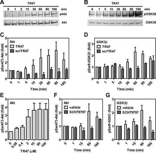 Figure 3. The novel tethered ligand TR47 peptide induces PAR1-dependent signaling in endothelial cells. Phosphorylation of pSer473-Akt and pSer9-GSK3β by TR47 peptide was monitored in endothelial cells. (A) Time course of Akt phosphorylation at Ser473 by TR47 (50μM). (B) Time course of GSK3β phosphorylation at Ser9 by TR47 (50μM). (C) Phosphorylation of Akt at Ser473 by TR47 (50μM) or a control scrTR47 peptide (50μM) over time. (D) Phosphorylation of GSK3β at Ser9 by TR47 (50μM) and a control scrTR47 peptide (50μM) over time. (E) TR47 peptide dose dependence for phosphorylation of Akt at Ser473 at 60 minutes. (F) Time course for phosphorylation of Akt at Ser473 by TR47 (50μM) in the presence of the PAR1 inhibitor, SCH79797, or vehicle control (DMSO). (G) Time course for phosphorylation of GSK3β at Ser9 by TR47 (50μM) in the presence of the PAR1 inhibitor, SCH79797, or vehicle control (DMSO). (A-B) Representative experiments. (C-G) Data points represent the mean ± SEM (N ≥ 3).