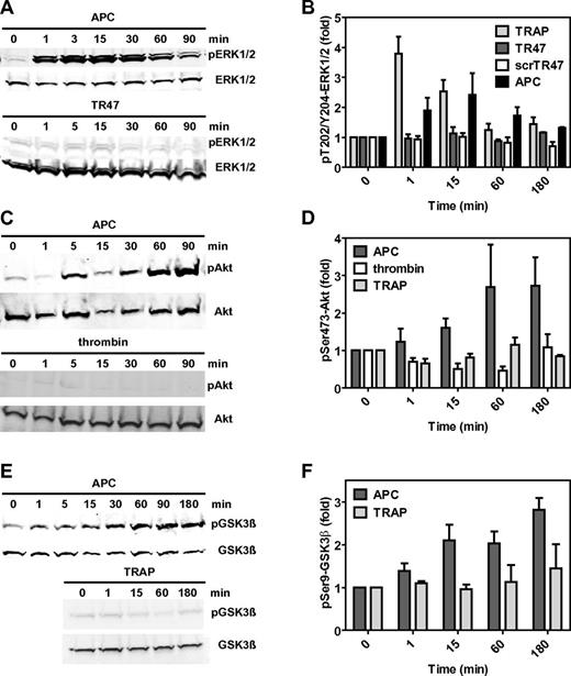Figure 4. The TR47 peptide and TRAP are PAR1 biased agonists. Differential phosphorylation was determined for pThr202/Tyr204-ERK1/2, pSer473-Akt, and pSer9-GSK3β that was induced by TRAP, TR47 peptide, control scrTR47 peptide, APC, and thrombin. (A) Time course of ERK1/2 phosphorylation at Thr202/Tyr204 by APC (70nM) and TR47 (50μM). (B) Phosphorylation of ERK1/2 at Thr202/Tyr204 by TRAP (50μM), TR47 (50μM), scrTR47 (50μM), and APC (70nM) over time. (C) Time course of Akt phosphorylation at Ser473 by APC (70nM) and thrombin (54nM). (D) Phosphorylation of Akt at Ser473 by APC (70nM), thrombin (54nM), and TRAP (50μM) over time. (E) Time course of GSK3β phosphorylation at Ser9 by APC (70nM) and TRAP (50μM). (F) Phosphorylation of GSK3β at Ser9 by APC (70nM) and TRAP (50μM) over time. (A,C,E) Representative experiments. (B,D,F) Data points represent the mean ± SEM (N ≥ 3).