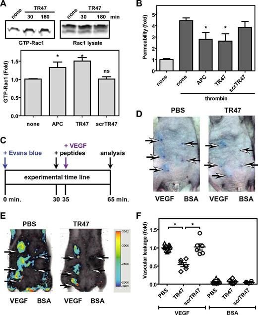 Figure 5. The TR47 peptide inhibits endothelial permeability in vitro and in vivo vascular leakage in mice. (A) Activation of Rac1 by TR47 peptide, control peptide, and APC was determined and is shown as pull-down of active Rac1 (GTP-Rac1) with PAK1 (top left), total Rac1 (top right panel), and quantification of Rac1 activation at 180 minutes (bottom panel) using APC (70nM), TR47 (50μM), and scrTR47 (50μM). *P < .05. ns indicates not significant. (B) In vitro protection against thrombin-induced endothelial permeability by APC (25nM), TR47 (50μM), and scrTR47 (50μM). (C) Experimental time line for the in vivo VEGF-induced vascular leakage model. (D) Photographs are seen for Evans blue extravasation in the skin of TR47-treated mice (right) or of control PBS-treated mice (left) injected subcutaneously with VEGF (3 left arrows) or with BSA control (2 right arrows). (E) Heat map display of Evans blue extravasation quantified by the Odyssey near-infrared imager at 700 nm. TR47-treated mice (right) or control PBS-treated (left) mice were injected subcutaneously with VEGF (3 left arrows) or with BSA control (2 right arrows). (F) In vivo VEGF-induced vascular leakage in mice is shown for mice treated with PBS control, TR47 peptide (125 μg), or control scrTR47 peptide (125 μg). Data are also shown for BSA-treated control mice that received PBS, TR47, or scrTR47. (A top panels, D-E) Representative experiments. (A bottom panel, B,F) Data points represent the mean ± SEM (N ≥ 3). *P < .05.
