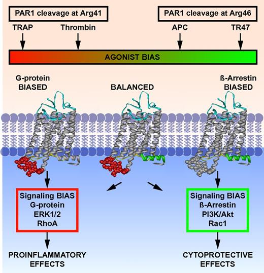 Figure 6. Biased agonism of PAR1 resulting from canonical cleavage at Arg41 by thrombin or by noncanonical cleavage at Arg46 by APC. PAR1 is a biased receptor with biased agonists.18 Four different PAR1 agonists are shown along the top bar that can vary in their ability and efficacy to activate different signaling pathways in cells, thus depicting a signaling phenomenon that has been labeled “functional selectivity” or “biased agonism.” The receptor's bias is directly based on the spectrum of signaling that is mediated either via 1 or more G proteins or via β-arrestin-2, whereas the agonist bias is directly related to the sites of cleavage in the extracellular N-terminus (ie, resulting from cleavage either at Arg41 or at Arg46). The TRAP peptide(s) represent the N-terminal sequence of PAR1 that exists after cleavage at Arg41, whereas TR47 represents the N-terminal sequence of PAR1 that exists after cleavage at Arg46, as described in this report. Each agonist can have distinctly different properties because each one can stabilize a different subset of the dynamic conformational ensembles of PAR1. The conformer subsets that are stabilized by TRAP and thrombin promote signaling via different G proteins, whereas conformer subsets stabilized by APC's action, and presumably TR47, promote signaling via β-arrestins, especially β-arrestin-2, and dishevelled-2. However, one must note that TRAP is similar but not functionally equivalent to thrombin; and it is probable, but not yet shown, that the TR47 peptide does not have all the same activities and efficacy as APC. Not depicted are the effects of MMP1 cleavage at Asp39 in PAR1 or potential allosteric PAR1 modulatory factors, including binding of thrombin to the hirudin-like sequence of PAR1, localization of PAR1 in caveolae with caveolin-1, association with EPCR containing bound protein C or APC, dimerization with other PARs, or small molecular allosteric modulators.41,46