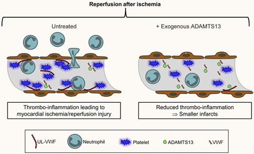ADAMTS13-mediated modulation of VWF activity limits thrombo-inflammatory ischemia/reperfusion injury in the heart. In the ischemic heart, ultra-large (UL)–VWF released from activated or damaged endothelial cells and platelets promotes neutrophil and platelet recruitment that contribute to tissue damage. UL-VWF is cleaved by ADAMTS13 to smaller VWF multimers that circulate in the plasma and are less potent in recruiting neutrophils and platelets. Infusion of exogenous ADAMTS13 reduces UL-VWF levels and infarct size. Similar results were obtained in VWF-deficient mice or mice treated with anti-VWF antibodies. The exact mechanism of how VWF, platelets, and leukocytes promote these processes to induce tissue damage remains to be determined.